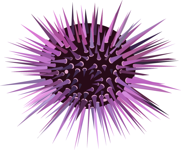 Seeigel